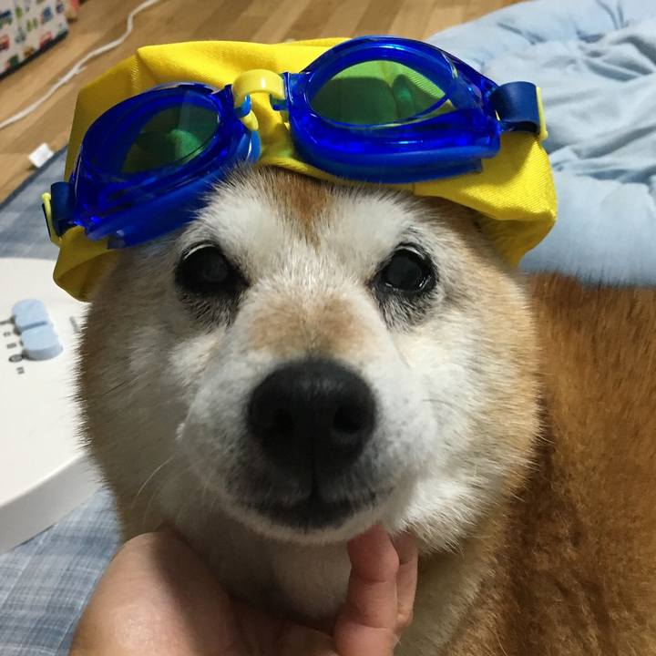 2cc418ce df93 48ca 902c 8fee292d5f5e 1527207990345