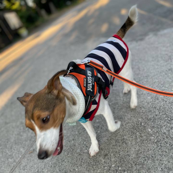 2cc5602e 7e6e 4243 b168 abba7e19e8d1 1689638361101