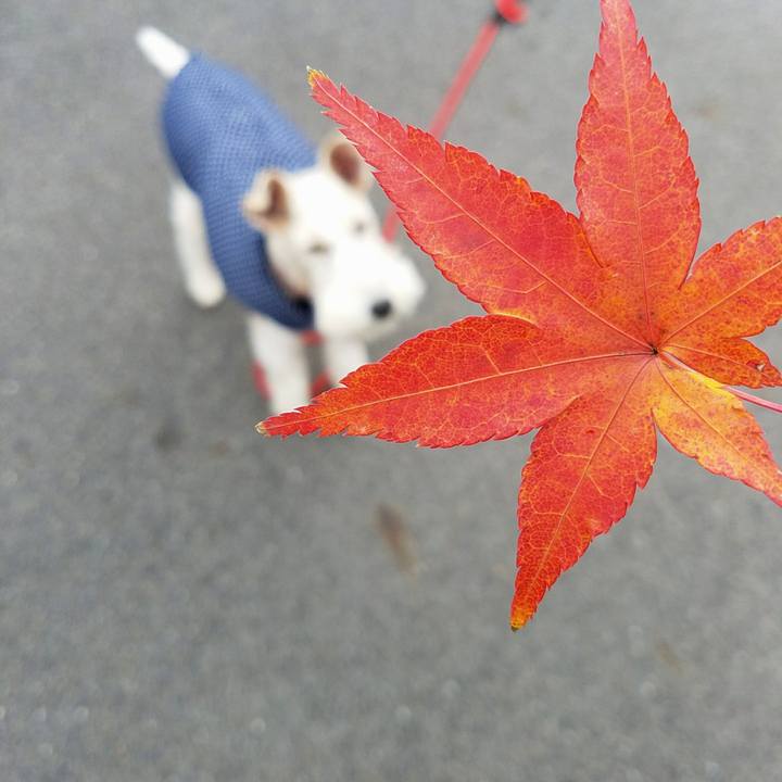 2cc6b2a5 041b 4edf b4d5 5d5a169174a3 1511605488118