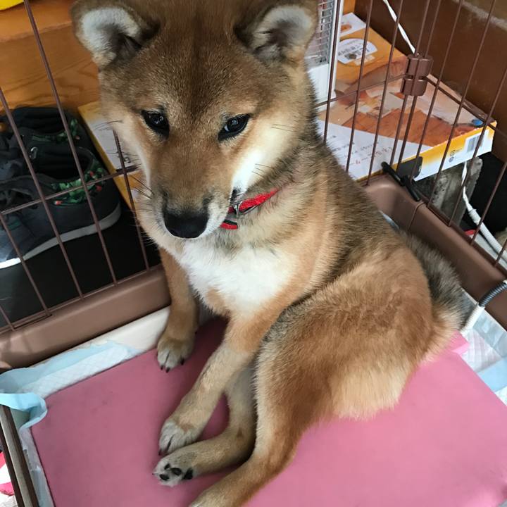 2cc70f1f 6792 4f83 8b53 25b025135e26 1517729577399