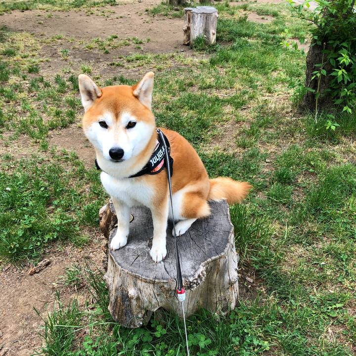 2cc8a587 6df6 4f01 bdbf 4bab923c8f8e 1559004652895