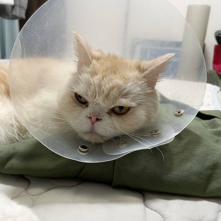 2cc9a61a 08e1 40da b1d4 c3ace4186b5f 1760796822782