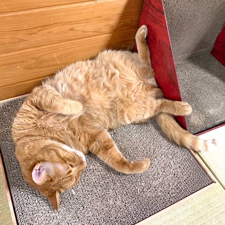 2cc9e4d5 c85c 4210 a77f 414cd0b81ff8 1593480352590