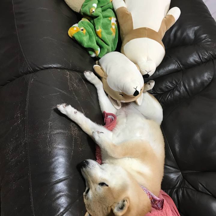 2ccd3928 ecfc 40d1 8c2c 054f196bd85c 1520645110284