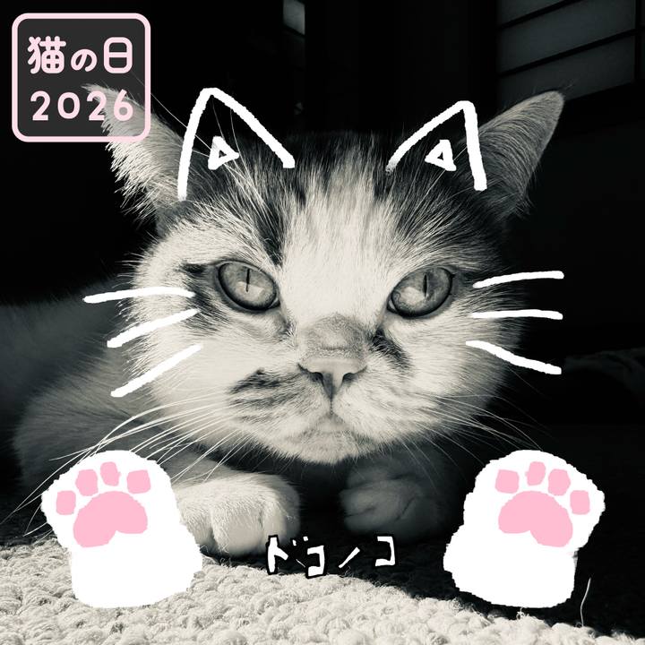 2ccdd972 b14c 4b13 9e57 13a273583310 1771707578098