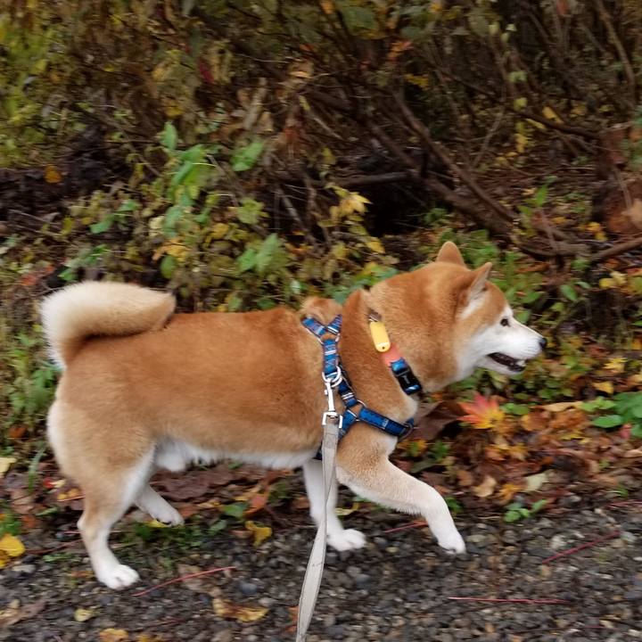 2ccea78b b113 4be6 9fdb 36f66fe6e740 1541498240328