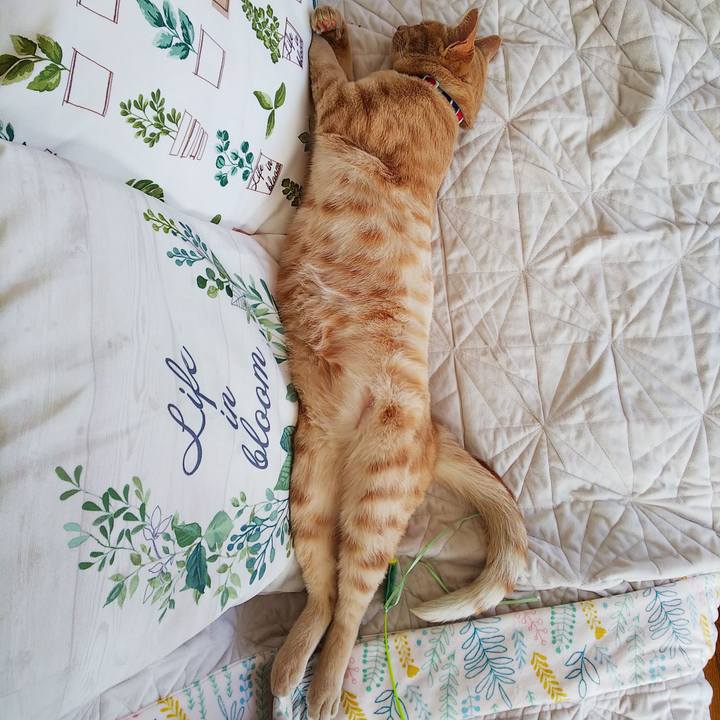 2ccfb2b8 fad8 4fdb 862d c44a15e59347 1562391442622