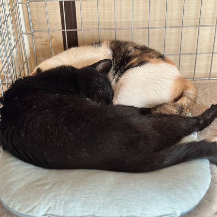 2cd0ba3d e24a 4d3b 9b60 69002c4573c9 1696211453446