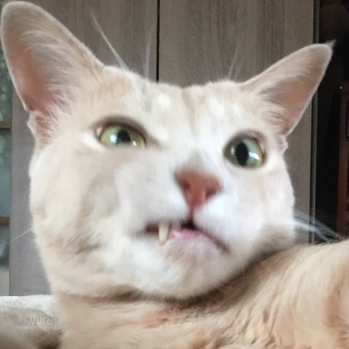 2cd0ea7a 616c 4794 ada0 4142dac94267 1563795198975