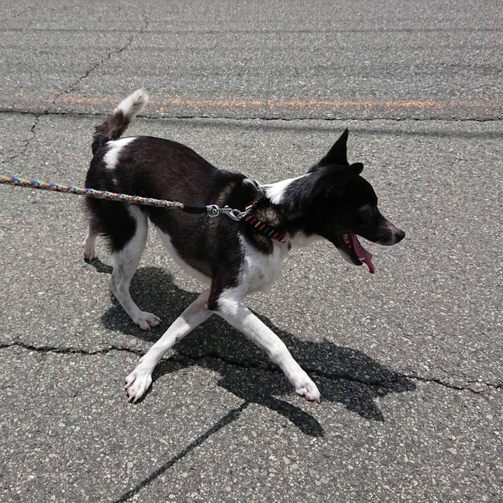 2cd1487b 82c9 4688 a355 dca461cf0f95 1560653416453