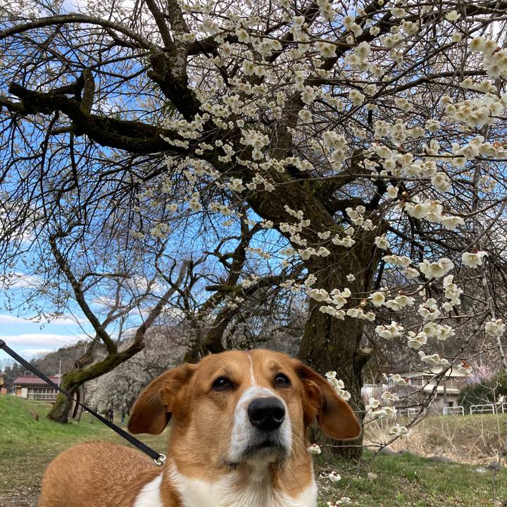 2cd3ba6f ab60 4c9d a9a1 16d9f4acaf33 1742521720710