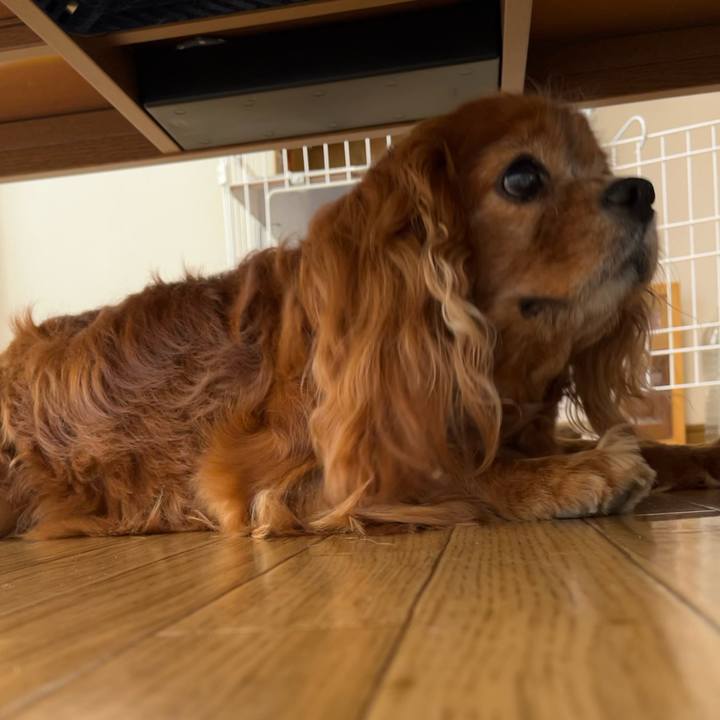 2cd5a18c 9cc4 4623 8de6 5fd55870f0ec 1715471914583