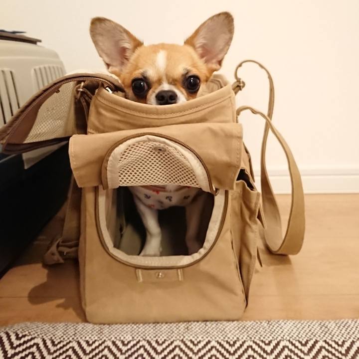 2cd91911 0d58 409b ac0f c8e2293d3a6d 1545813519302