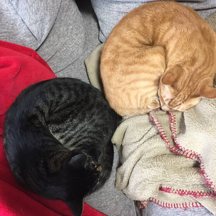 2cd9eb15 071b 4352 8f89 1c2b6a7d2bf3 1507761538101