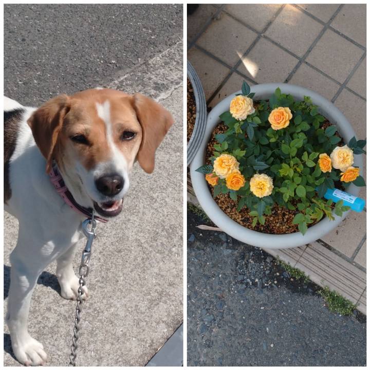 2cdba3ed 8b99 4c30 8ba2 50e3b5bd031f 1590242779115