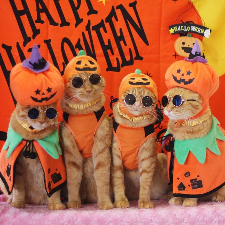 2cdd2d23 6838 4713 bdfa cf5e6a6e0184 1698709086200