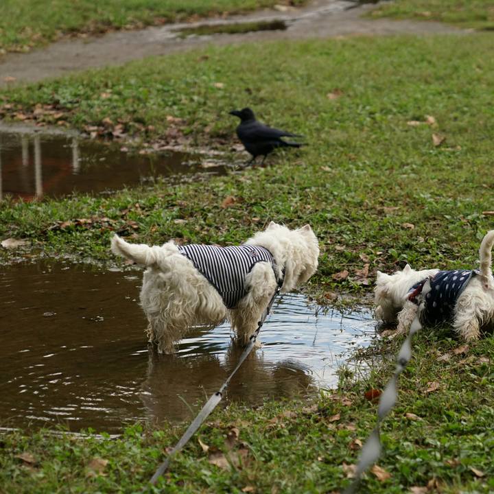 2cdf59a1 b7a9 4c68 8b24 7590a0306699 1512213489740