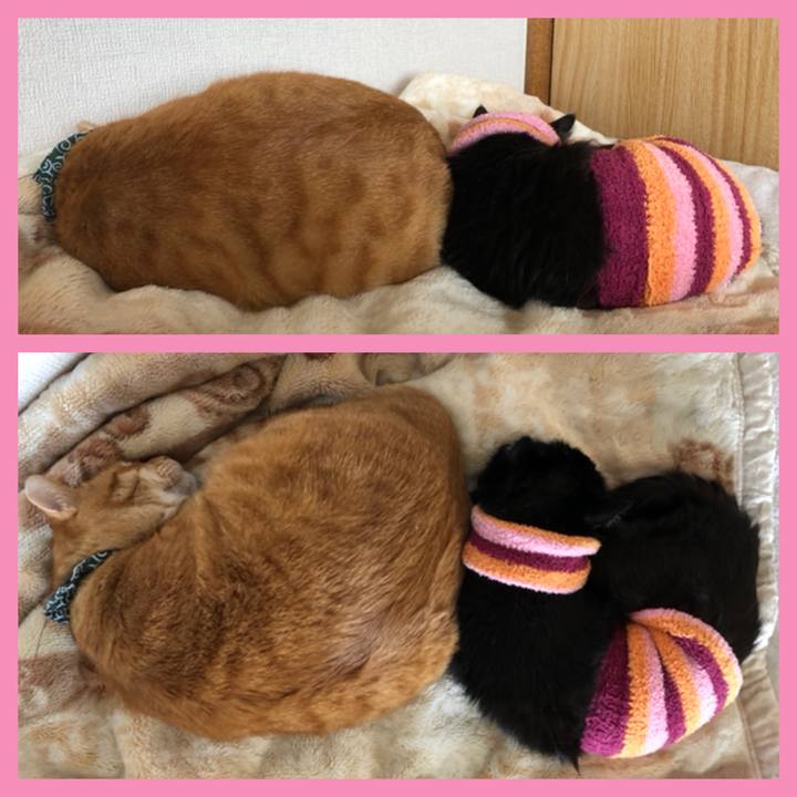 2ce0a6e9 bc43 4656 9bc0 a01d5f4421b8 1588743458204