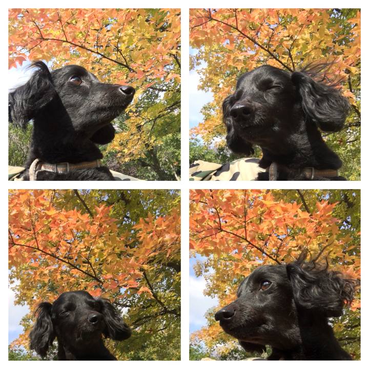 2ce46b02 1fb2 4f60 b6f6 eaf18a7d9af2 1509848922465