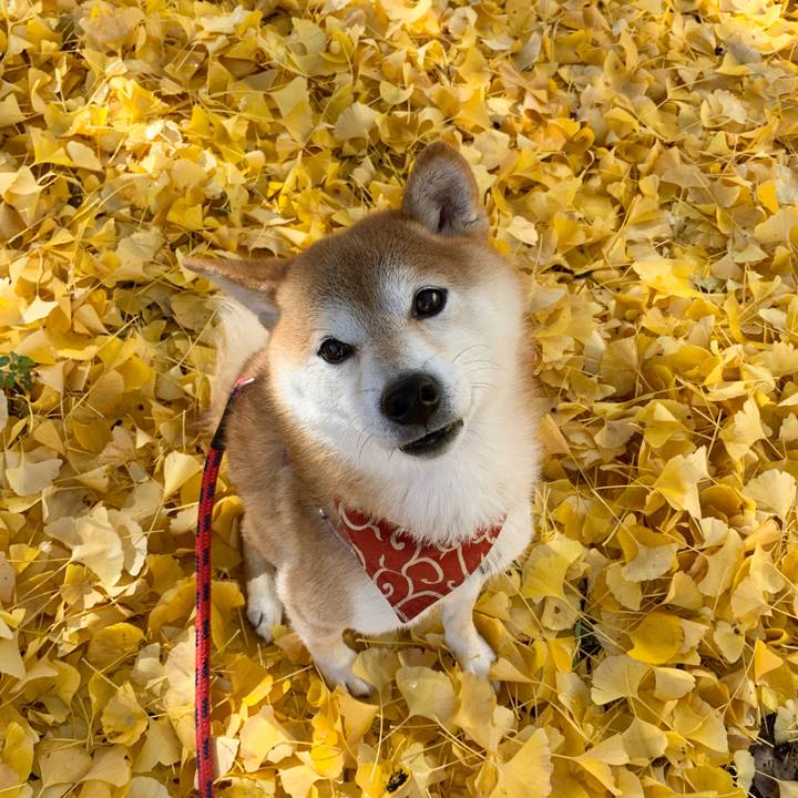 2ce6a318 13ef 4846 b090 a6d1b01b5b29 1574496622640