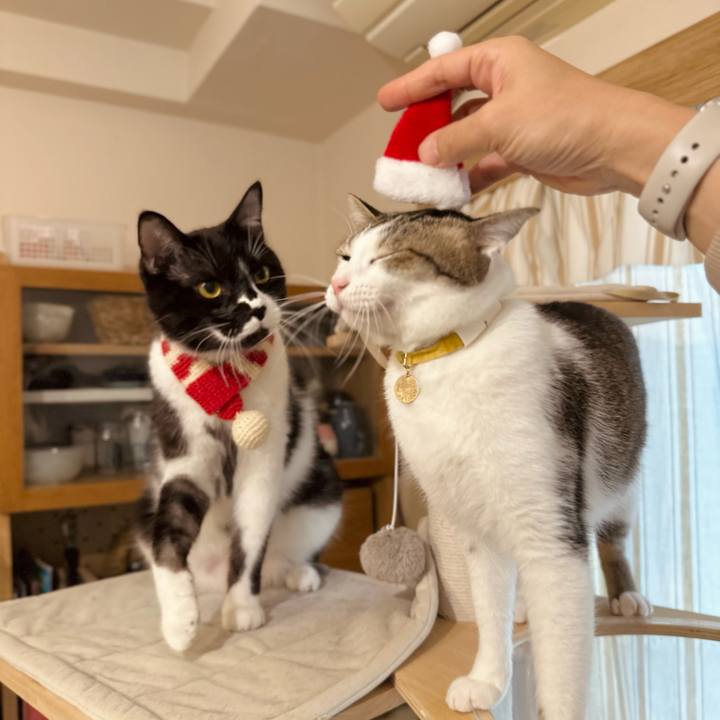 2ce867ef 5740 43fa ad2b c7f9062312ae 1766625253467