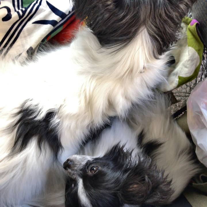 2ceaaee2 c22c 4746 905c 2b9bc3639112 1509780591236