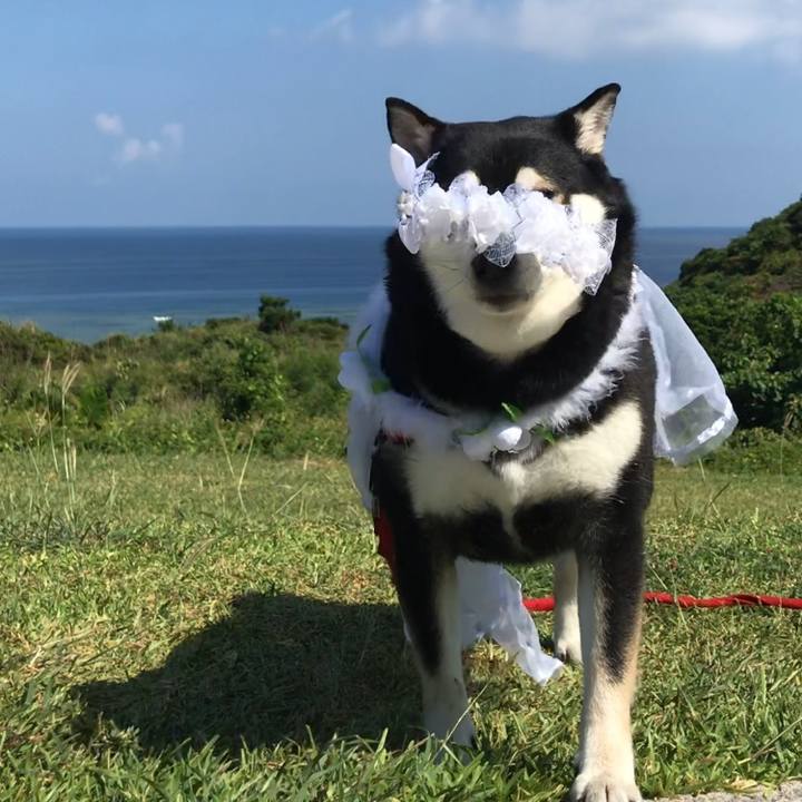 2cec4ac4 2b01 436b ba76 6d382289df8b 1527558535582