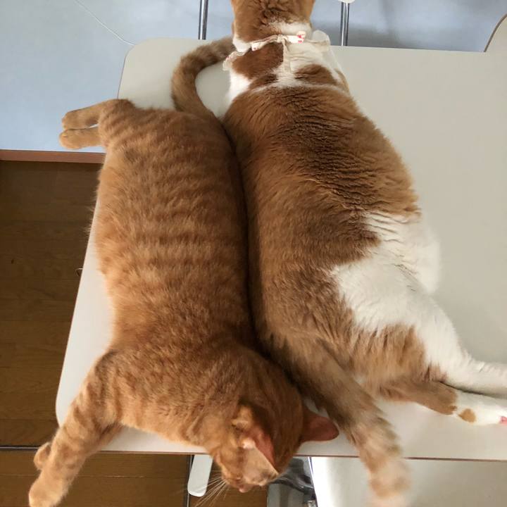 2cecc43c a040 412c abd6 87a7ada7d58f 1536584035086