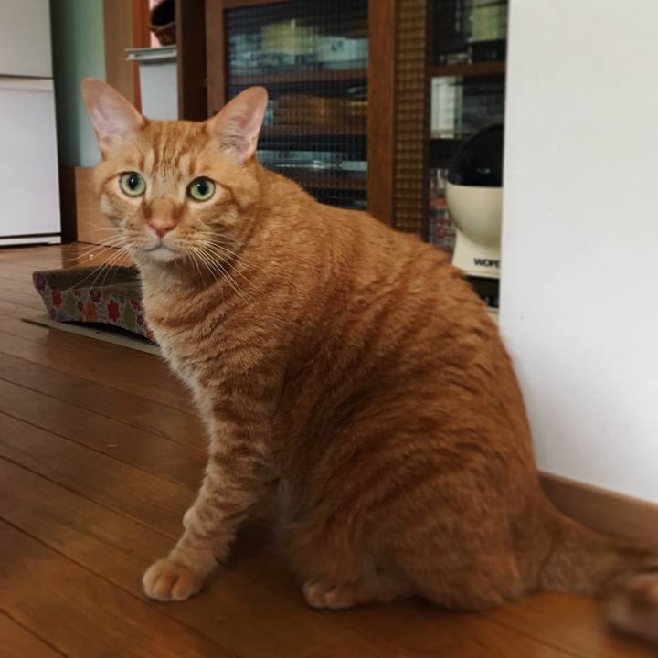 2ced77a3 cec1 4fe2 9dab 21ffedad308f 1603326376187