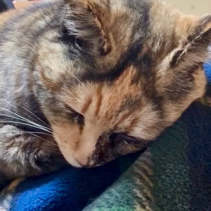 2cee4a68 750a 431c b3ee a866c9bbfc03 1771447224699