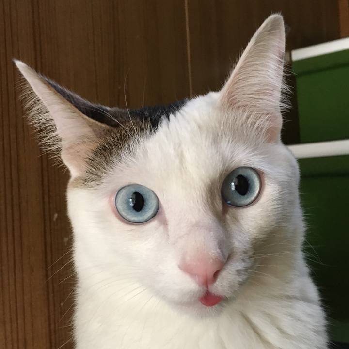 2cee99ac 7266 4f1e a62b 261720269f55 1512430364762