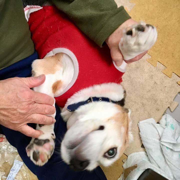 2cf014e1 d634 431b 9206 028793e79567 1543735109898