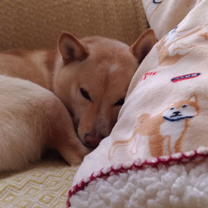 2cf06fd4 93e5 4a8a bd11 039d4219a2c3 1550710082680