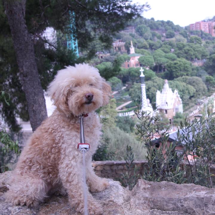 2cf21d88 eef8 4d05 9f52 27a6ea78dcb3 1508266663408