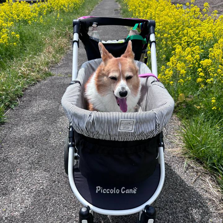 2cf3e336 4c9b 4c60 a853 35a725968afb 1743906235408