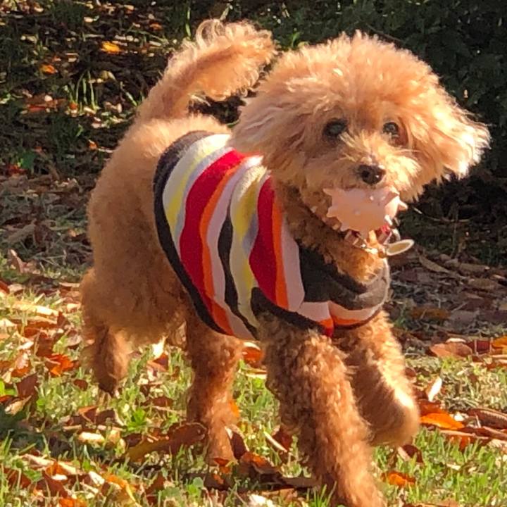 2cf407c3 f8ef 4e0f bfee 1626b4f3309e 1573267137554