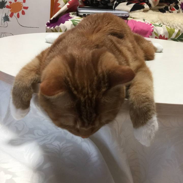 2cf531eb 6b9b 40c1 8078 ed8750cc71f9 1560118571444