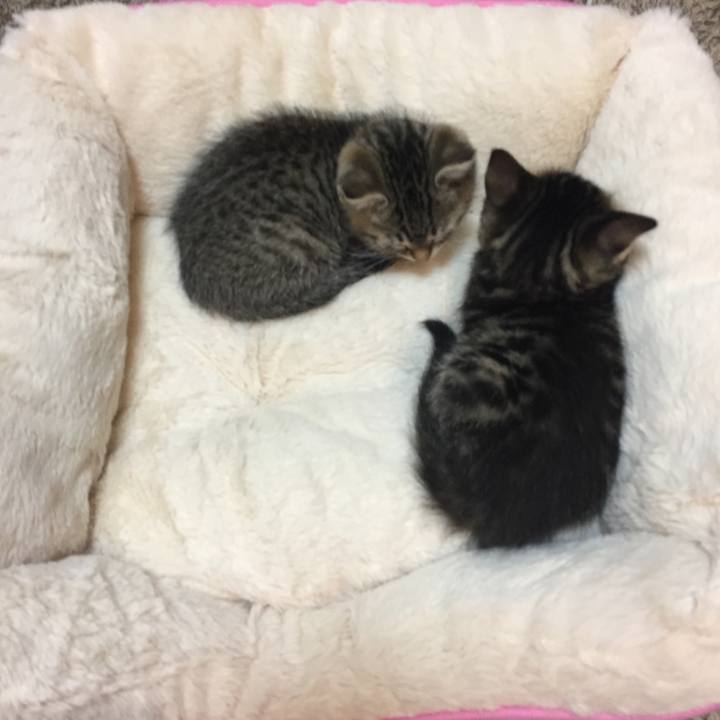 2cf629a2 7ff0 495b 858d b12f484ab527 1545185982872