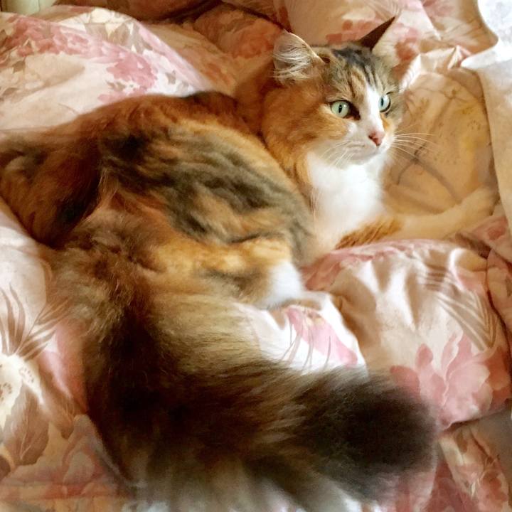 2cf634f5 f412 4ac9 8e80 21f257bab5be 1563436563693