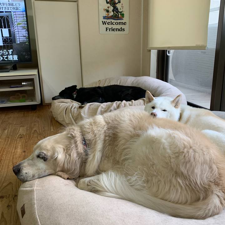 2cfd58ae 31a2 4e2e 918c 59672a9d0fa5 1575859569477