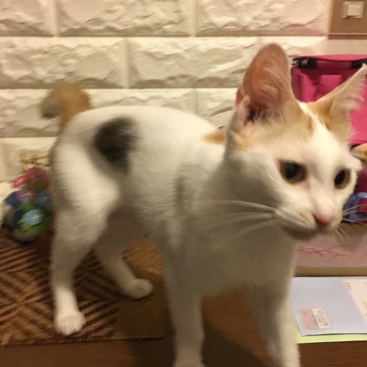 2cfd68ea 7fa8 4a6d 94cb 5a20e1797253 1533481385747