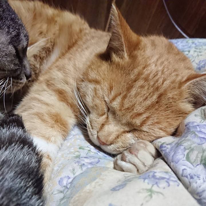 2cfd9fa0 6a16 4866 9a52 c018053791c2 1575986165219