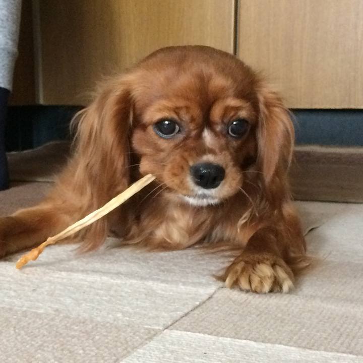 2cfe8455 08a0 41df a1d0 09f39f384a46 1517177903628