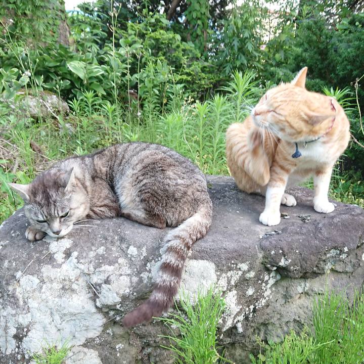 2cff1dd3 f4bf 41a1 a610 9c0efd14868c 1563181778097