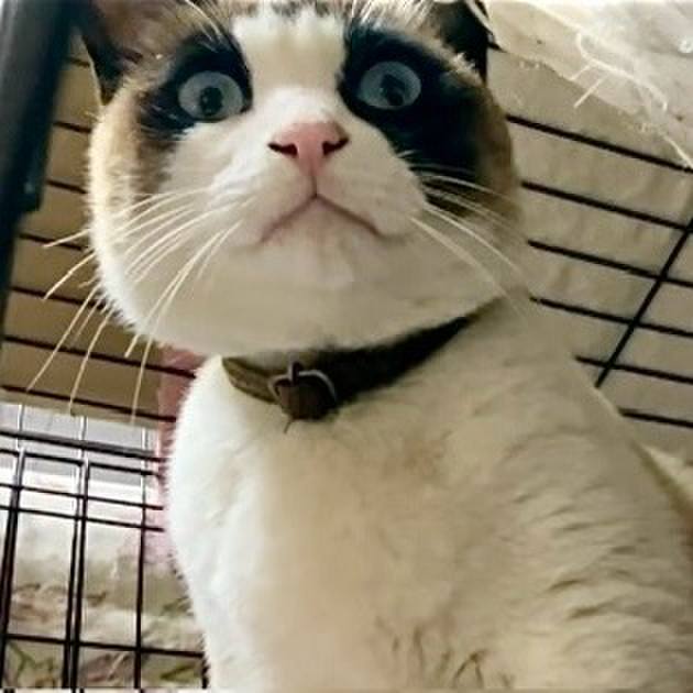 2cffc2af a7fa 411e be13 b1057e3aa5a9 1742549088750