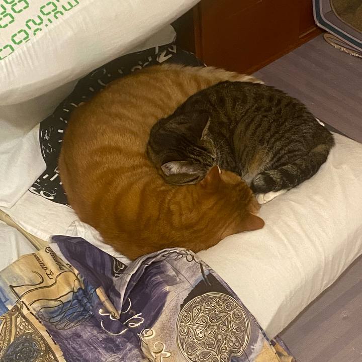 2cffeeab 06c1 4118 8b34 4180a0f0d413 1667595736311