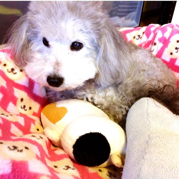 2d03fee4 67f7 4b54 a7cf 0ffaf123b01b 1510528581035