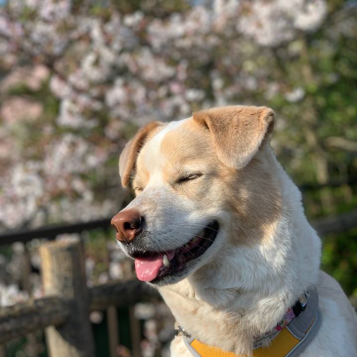 2d0896c4 1ec3 404d 9666 ac22e1da0000 1586302637861