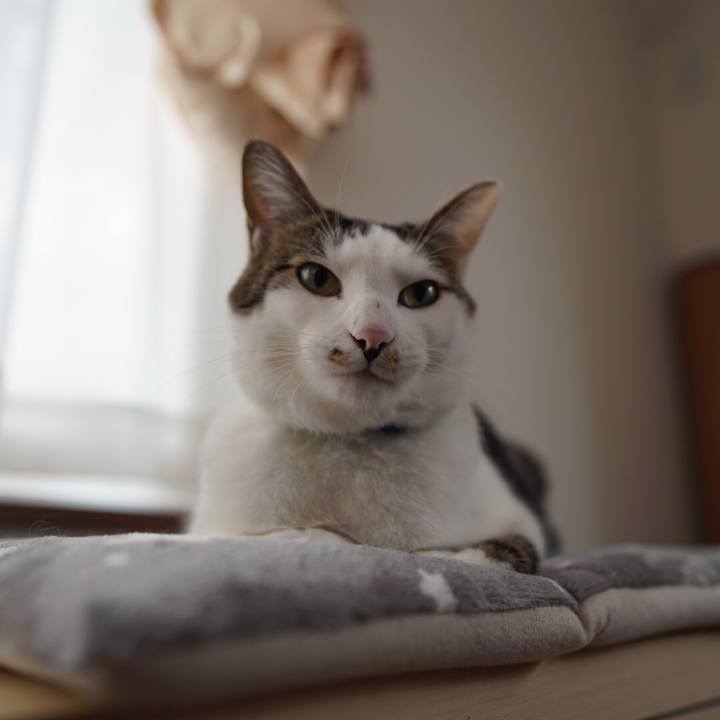 2d08c01d 61a6 4277 b5bb 22c9ae878e1e 1544364546147