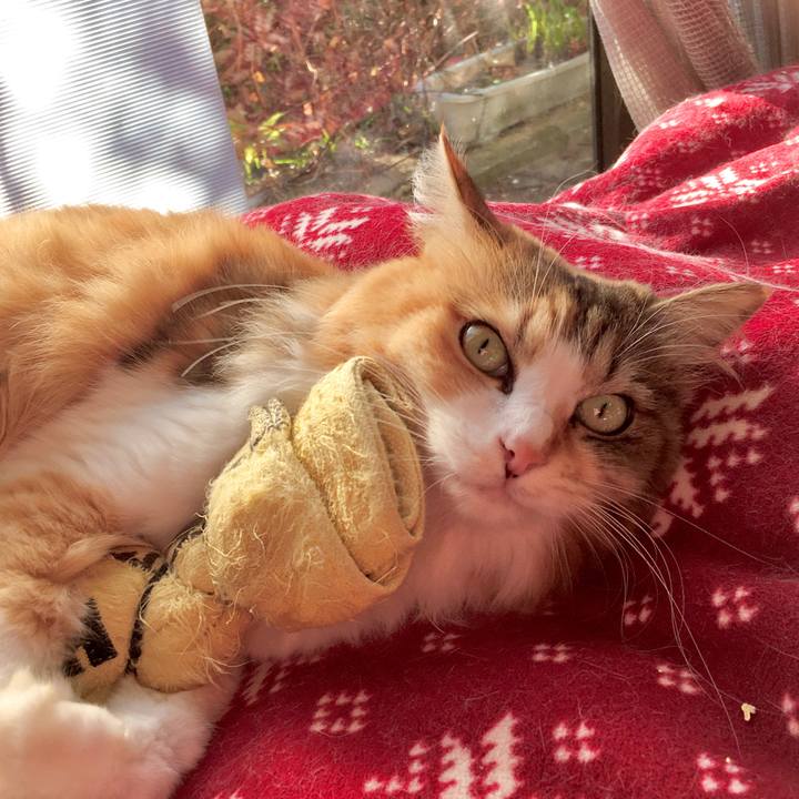 2d0a1497 4fe5 4dd2 968c 34de638c0664 1575641799444